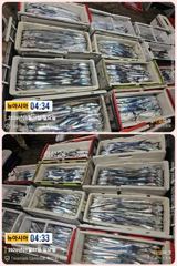 통영 뉴 아시아호>> 와~우 쿨러 만땅에 씨알도 굿입니다. 사진