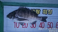 1  (어초여밭) 감성돔4짜4짜4짜4짜외 4대돔들 1 사진
