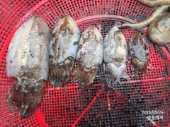 경동레저(신광) 선외기낚시 감성돔 갑오징어 조과 사진