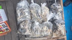 (주꾸미)물 빨라도 OK 장원 70수 삼천포 소식~로마피싱(28일예약) 사진