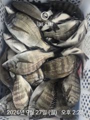 09.27 [부산] 포인트호 농어, 부시리, 벵에돔 조황 사진