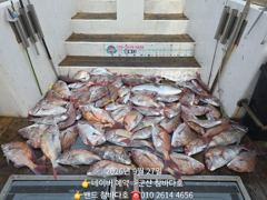 27일 군산 먼바다 참돔 100수 가까지 됍니다 내일 출항확정 사진